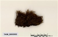 藏品(曲尾苔屬)的圖片